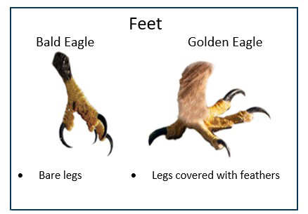 graphic showing the feet of a bald eagle and a golden eagle pointing out the differences between the two birds.